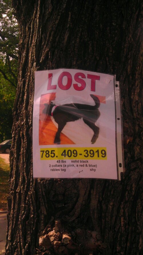 Lost dog