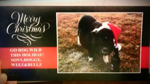holiday card from a pig