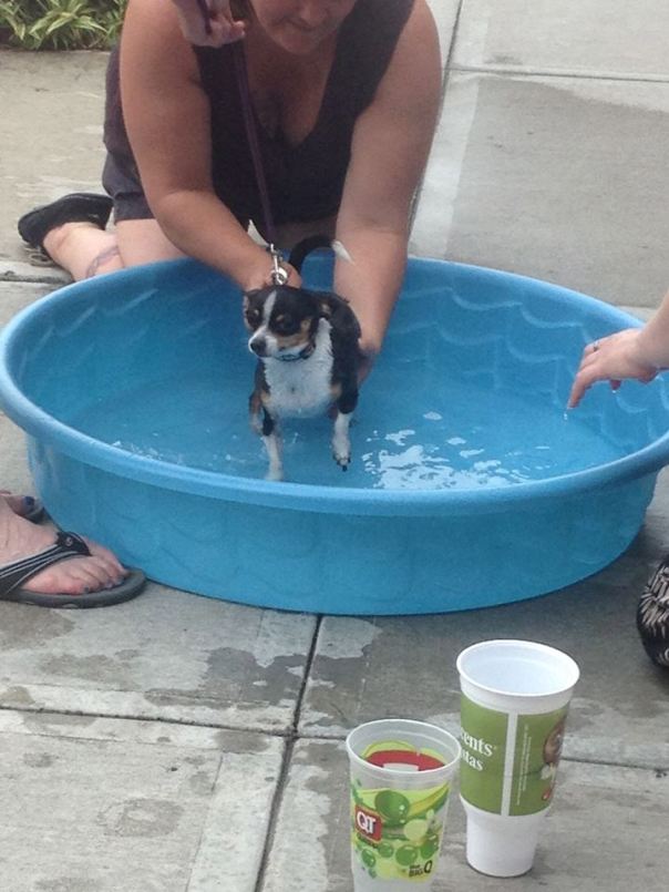 chihuahua gets a bath
