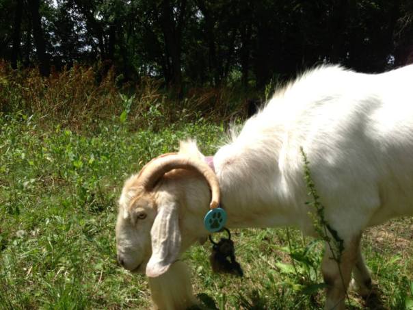 New Zealand goat